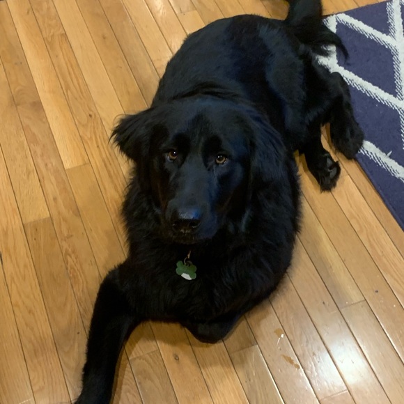 Pet-Friendly Home! - Picture 4 of 7